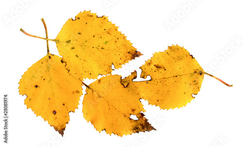 Foto: Birkenblätter im Herbst Birkenblätter im Herbst
