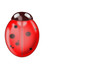 Coccinelle