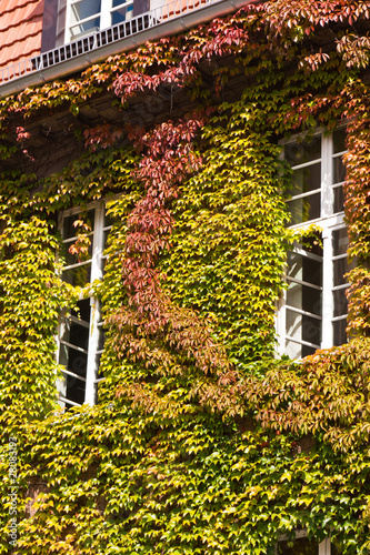Photo: Haus mit wildem Wein, house with Virginia creeper Haus mit wildem Wein, house with Virginia creeper