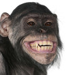 Close-up of Mixed-Breed monkey between Chimpanzee and Bonobo