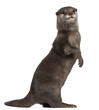 Oriental small-clawed otter, Amblonyx Cinereus, 5 years old Oriental small-clawed otter, Amblonyx Cinereus, 5 years old