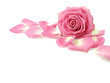 Pink rose and petals
