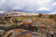 Stones with petroglyph in mountains of Kyrgyzstan Stones with petroglyph in mountains of Kyrgyzstan