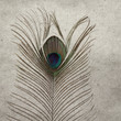 peacock feather