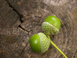 Green acorns