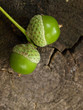 Green acorns