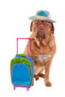 Dog with hat and travel bag