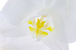 Phalaenopsis Orchid