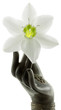 fleur blanche du lis de la Vierge dans une main de bronze