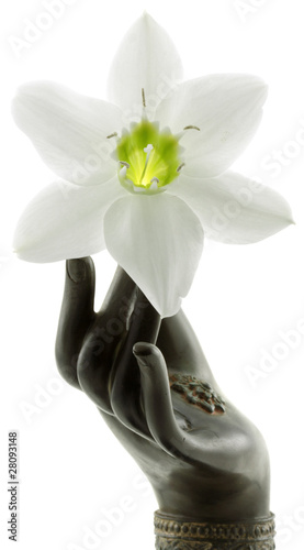 Illustration: fleur blanche du lis de la Vierge dans une main de bronze fleur blanche du lis de la Vierge dans une main de bronze