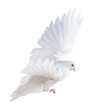 A free flying white dove isolated A free flying white dove isolated