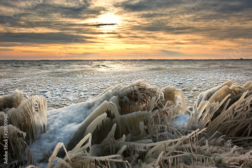 Photo: cold winter sunrise landscape with reed covered in ice cold winter sunrise landscape with reed covered in ice
