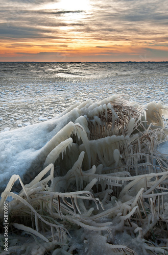 Photo: cold winter sunrise landscape with reed covered in ice cold winter sunrise landscape with reed covered in ice