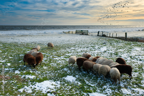 Photo: sheep in winter sheep in winter