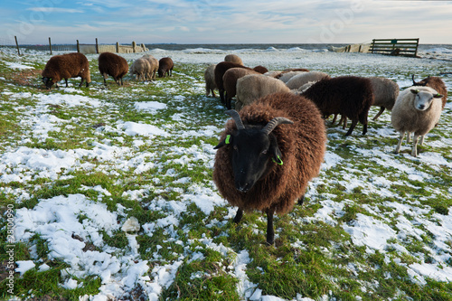 Photo: sheep in winter sheep in winter