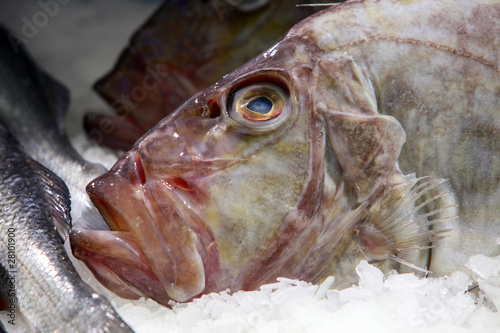 Photo : Saint-Pierre - Poisson Saint-Pierre - Poisson
