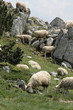 Troupeau de moutons,Pyrénées Troupeau de moutons,Pyrénées