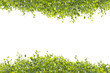 leaf frame leaf frame