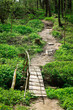 bridge and trail bridge and trail