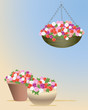 impatiens