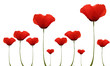 Coquelicots