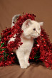 Really cute christmas kitten with blue eyes