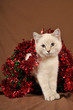 Really cute christmas kitten with blue eyes