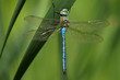 Anax imperator