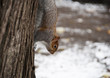 A squirrel in winter