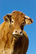 Foto: Vache Vache