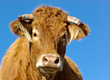 Foto: Vache Vache