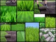 turf management