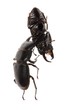 stag beetle fighting stag beetle fighting