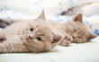 British Kittens