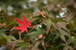 紅葉 (小石川植物園)