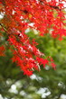 紅葉 (小石川植物園)