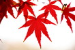 紅葉 (小石川植物園)