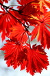 紅葉 (東京・上野公園)