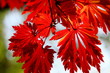 紅葉 (東京・上野公園)
