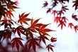 紅葉 (東京・上野公園)