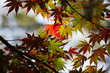 紅葉 (東京・上野公園)