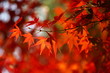 紅葉 (東京・上野公園)