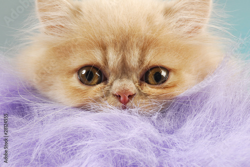 Photo: surprised kitten surprised kitten