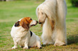 Two dogs
