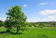 Tree on green meadow
