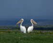Great White Pelicans facing away from each other