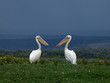 Great White Pelicans facing each other