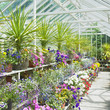 greenhouse, Birr Castle Gardens, County Offaly, Ireland greenhouse, Birr Castle Gardens, County Offaly, Ireland