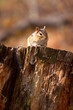Wild Chipmunk On Log