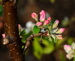 Foto: Apfelbaum Blüte Apfelbaum Blüte